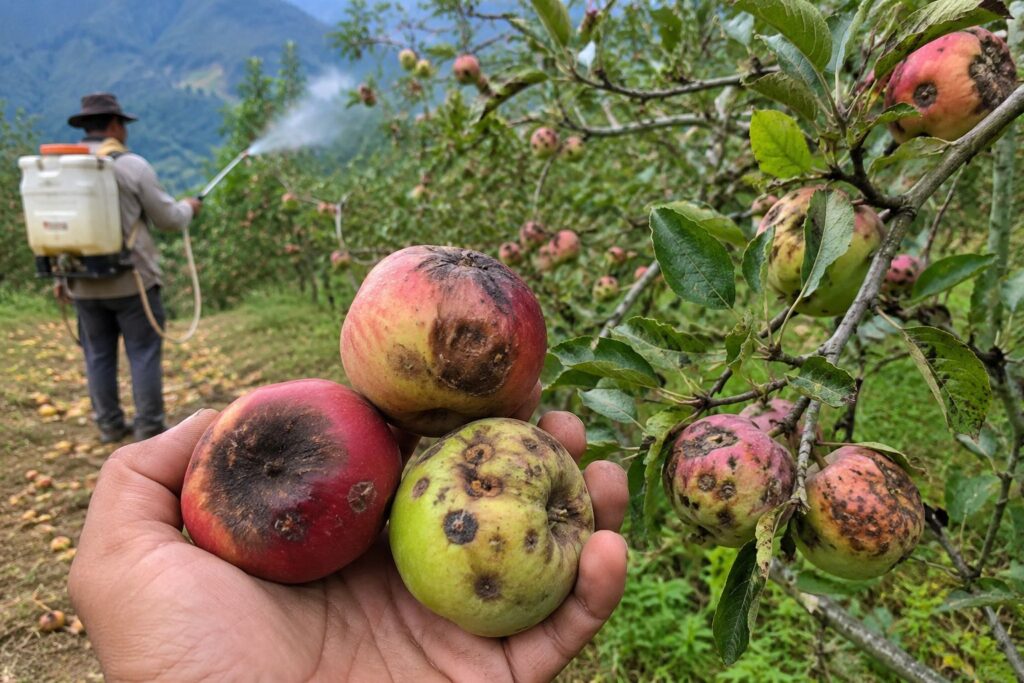 nainital-fruit-damage